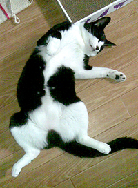 猫76
