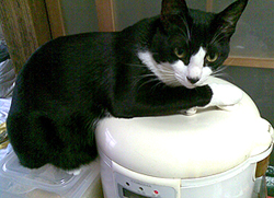 猫78