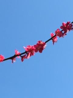 IMG_5132.JPG