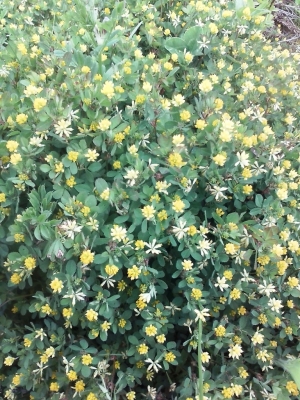 お花