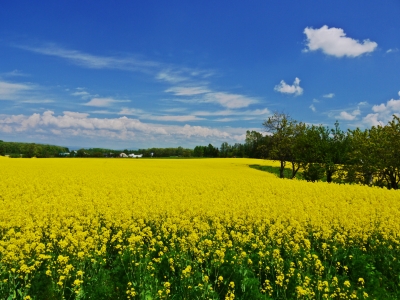 滝川 菜の花畑 Photo S Day Roro