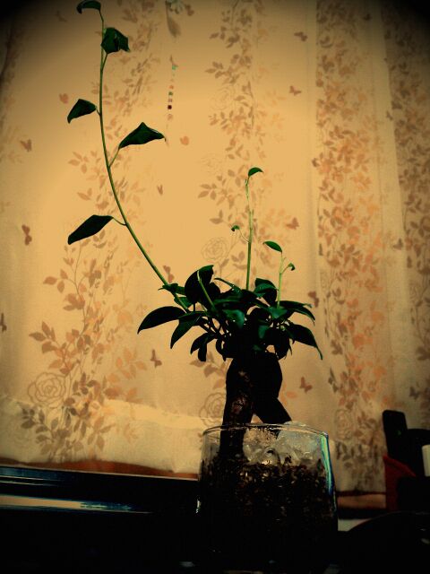 lento_20111116190854-1.jpg