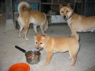 ����å��������礭�ʲ�����������