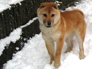 ����å��������礭�ʲ�����������