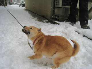 ����å��������礭�ʲ�����������