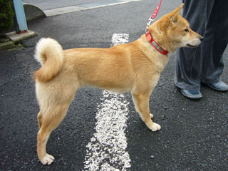 ����å��������礭�ʲ�����������