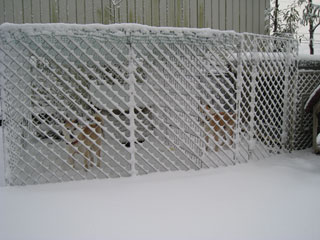 ����å��������礭�ʲ�����������