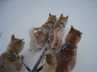 ����å��������礭�ʲ�����������