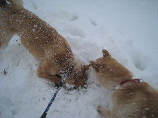 ����å��������礭�ʲ�����������