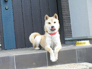 ����å��������礭�ʲ�����������