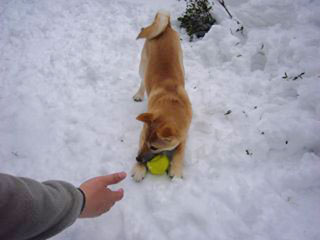 ����å��������礭�ʲ�����������