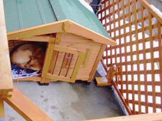 ����å��������礭�ʲ�����������