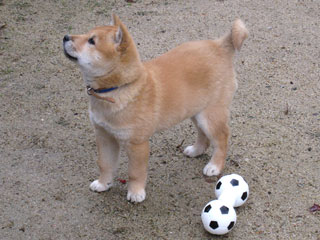 ����å��������礭�ʲ�����������