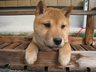 ����å�������礭�ʲ�����������