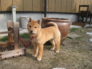 ����å�������礭�ʲ�����������