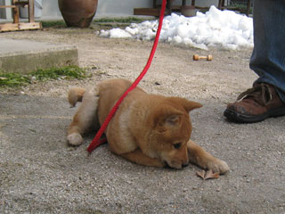 ����å�������礭�ʲ�����������