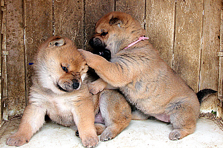 あくびはうつる ボクは山陰柴犬のリキです