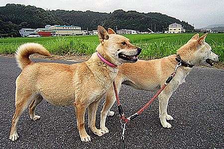 もみじ 妊娠８週 ボクは山陰柴犬のリキです