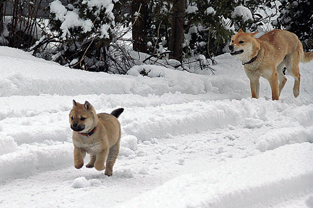 お父さん犬 カイくん 登場 ボクは山陰柴犬のリキです