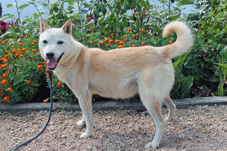 ネイ妊娠7週 ボクは山陰柴犬のリキです