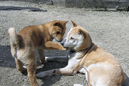 マリと子犬の物語 ボクは山陰柴犬のリキです