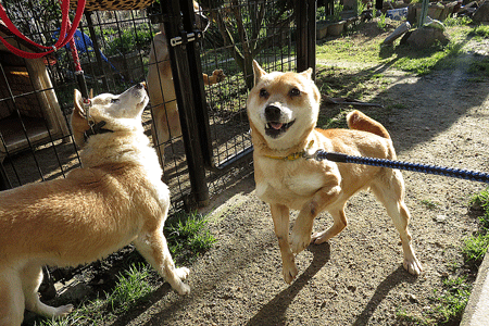 いつものことですがハイテンション ボクは山陰柴犬のリキです