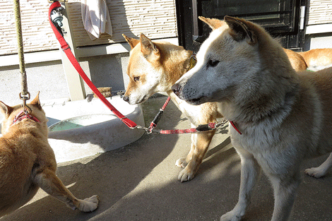 反省だけなら犬でもできる ボクは山陰柴犬のリキです