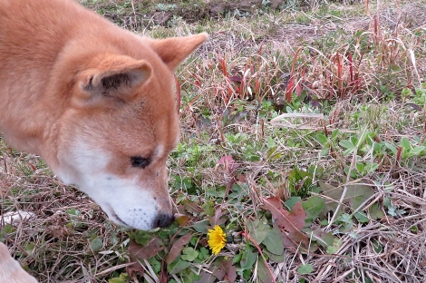 タンポポを食べ ボクは山陰柴犬のリキです