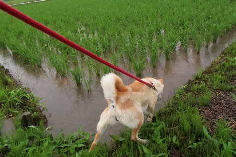 雨の日の散歩 ボクは山陰柴犬のリキです