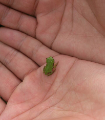 かえる