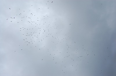 DSC_0251.jpg