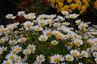 DSC_0508.jpg