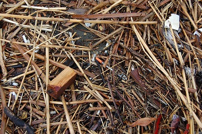 DSC_0526.jpg