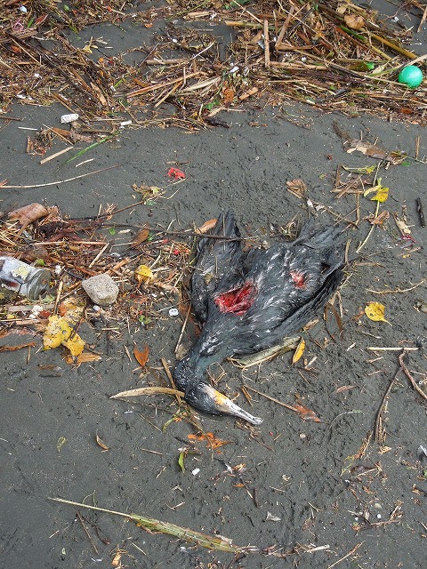 DSCN1196.jpg