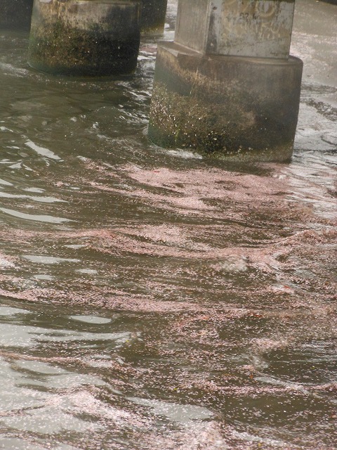 DSCN2673.jpg