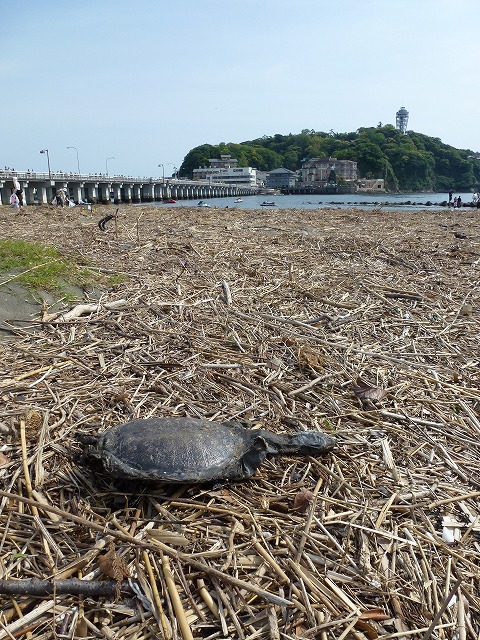 P1020516.jpg