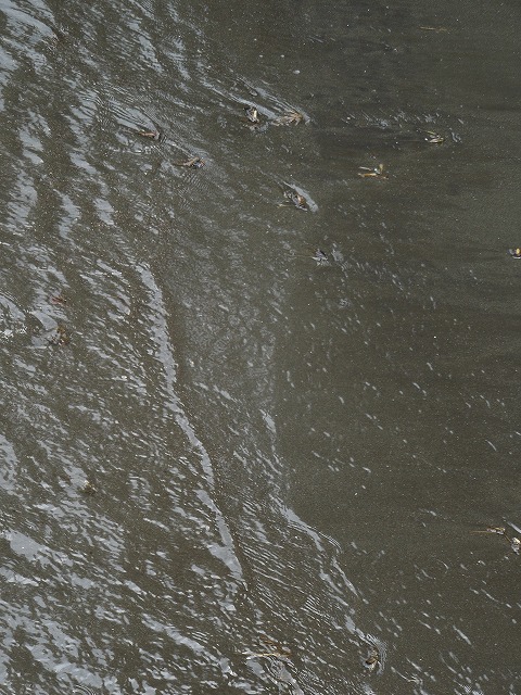 DSCN4105.jpg