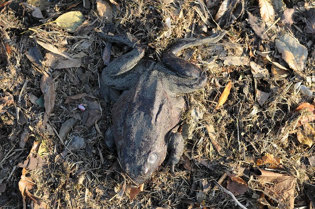 DSC_8963.jpg