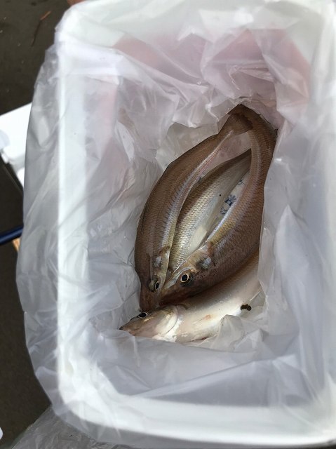 毎日ゴミ拾い725以降_200731_41.jpg