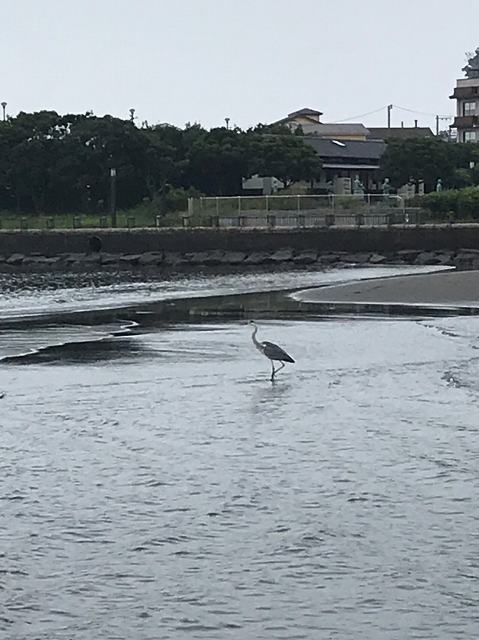 毎日ゴミ拾い725以降_200731_53.jpg