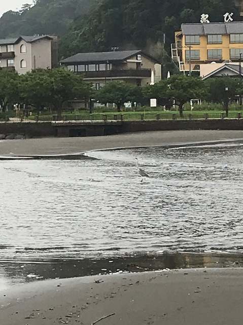 毎日ゴミ拾い725以降_200731_58.jpg