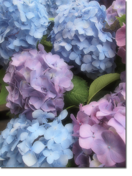 紫陽花2