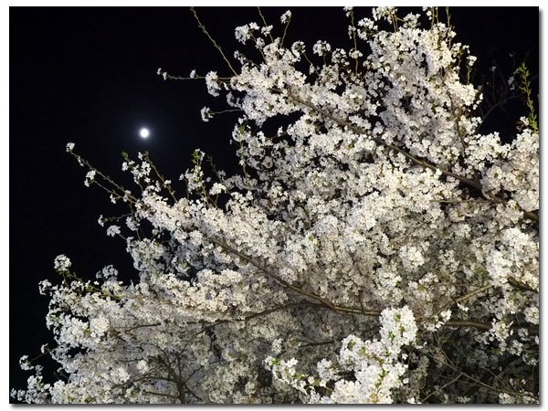 夜桜と月2.jpg