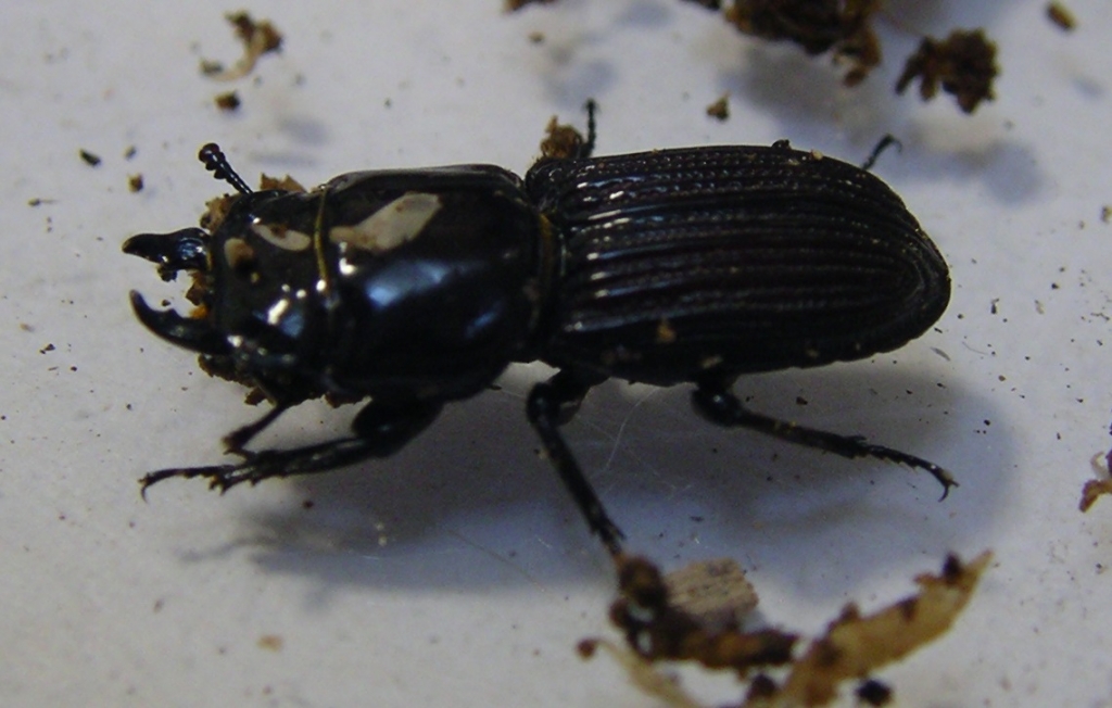 オガサワラチビ飼育記 000 クワガタ紹介 虫一徹の部屋