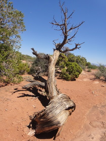 Canyonlands