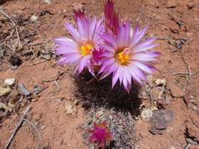 Sedona