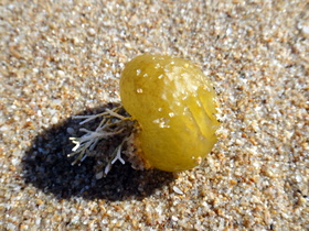 Rocky Point