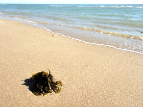 Rocky Point
