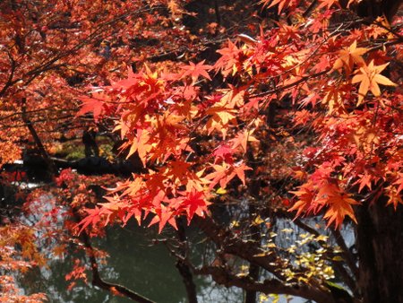 kyoto