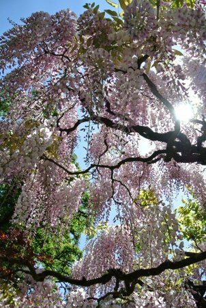 Japanese Garden